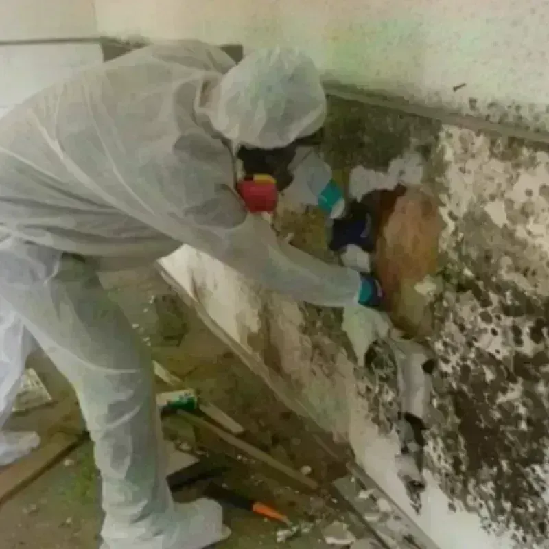 Mold Remediation and Removal in Bucks County, PA